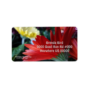 Crimson red Gerbera Daisy flower close-up photo Label