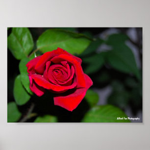 Crimson Red Rose Poster