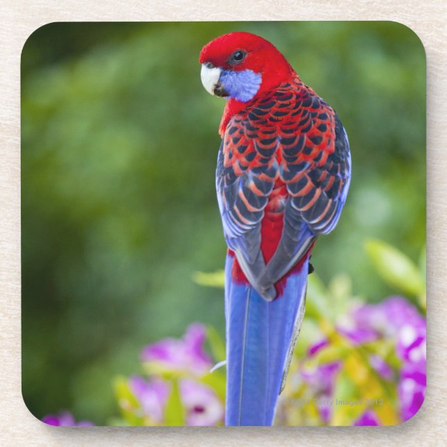 Crimson Rosella & backdrop of orchids Lamington Coaster (Front)