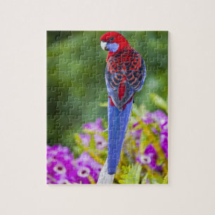 Crimson Rosella & backdrop of orchids Lamington Jigsaw Puzzle