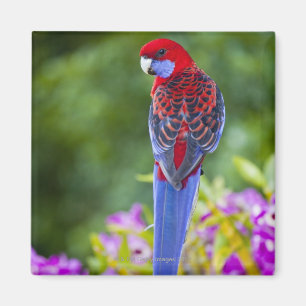 Crimson Rosella & backdrop of orchids Lamington Magnet