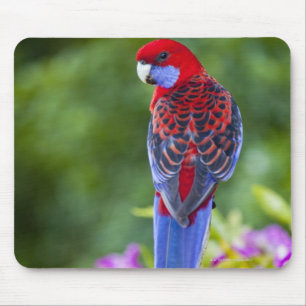 Crimson Rosella & backdrop of orchids Lamington Mouse Pad