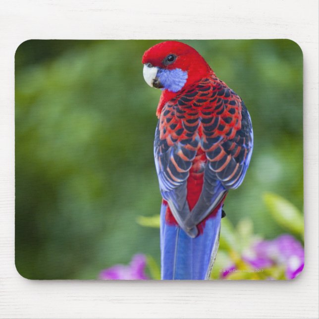 Crimson Rosella & backdrop of orchids Lamington Mouse Pad (Front)