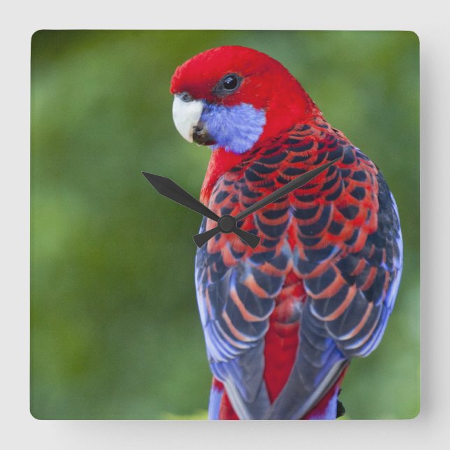 Crimson Rosella & backdrop of orchids Lamington Square Wall Clock (Front)