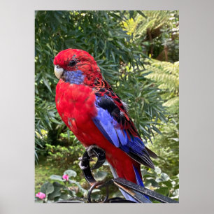 Crimson Rosella Poster