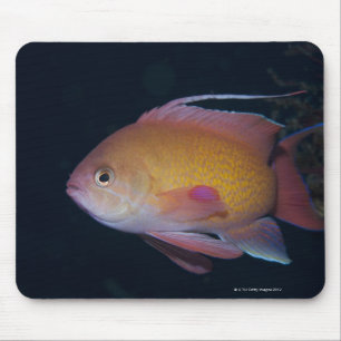 Crimson Seabream Mouse Pad