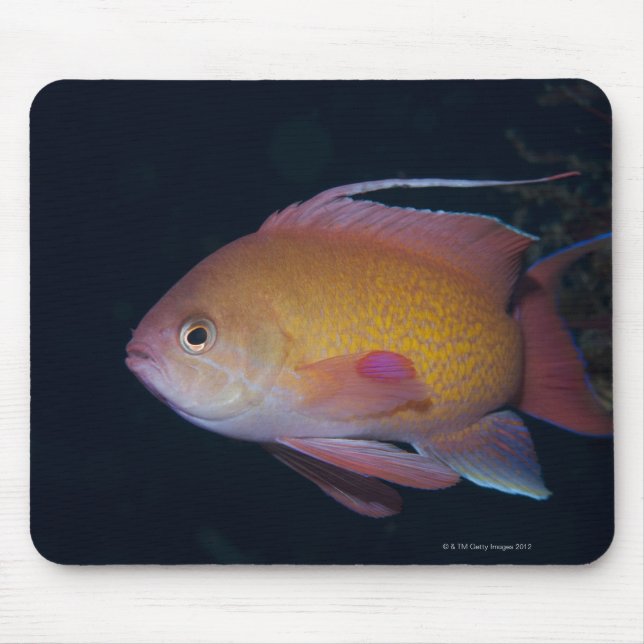 Crimson Seabream Mouse Pad (Front)