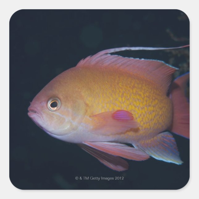 Crimson Seabream Square Sticker (Front)