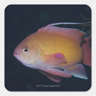 Crimson Seabream Square Sticker