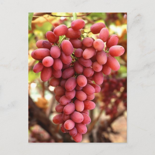 Crimson Seedless Grapes Postcard (Front)