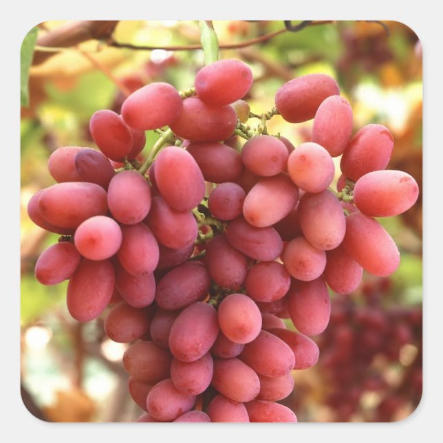 Crimson Seedless Grapes Square Sticker (Front)