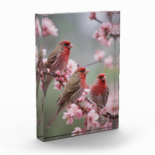 "Crimson Trio: Red Finches Amidst Pink Blooms" Photo Block
