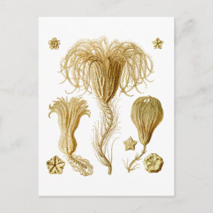 Crinoids Postcard