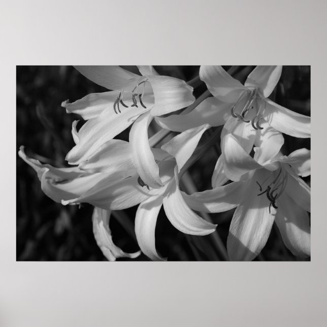 Crinum Black & White Poster (Front)