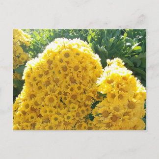 Crisantemos amarillos a la luz del sol postcard