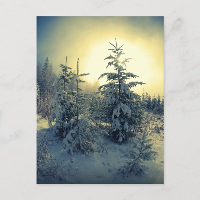 Crisp Winter Morning Postcard (Front)