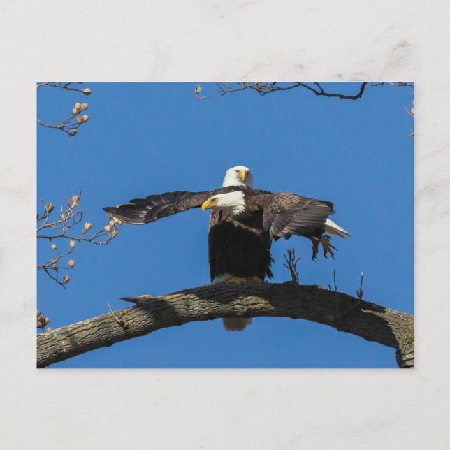 Criss Cross Eagles Postcard (Front)