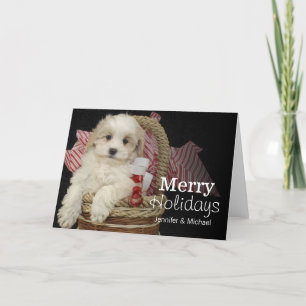 Cristmas Malti-poo puppy sitting in basket Holiday Card