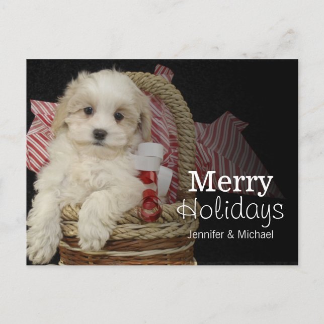 Cristmas Malti-poo puppy sitting in basket Holiday Postcard (Front)