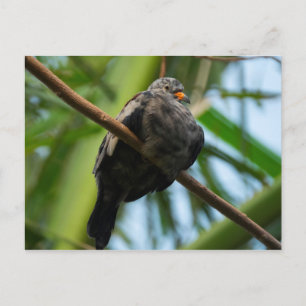 Croaking ground dove postcard