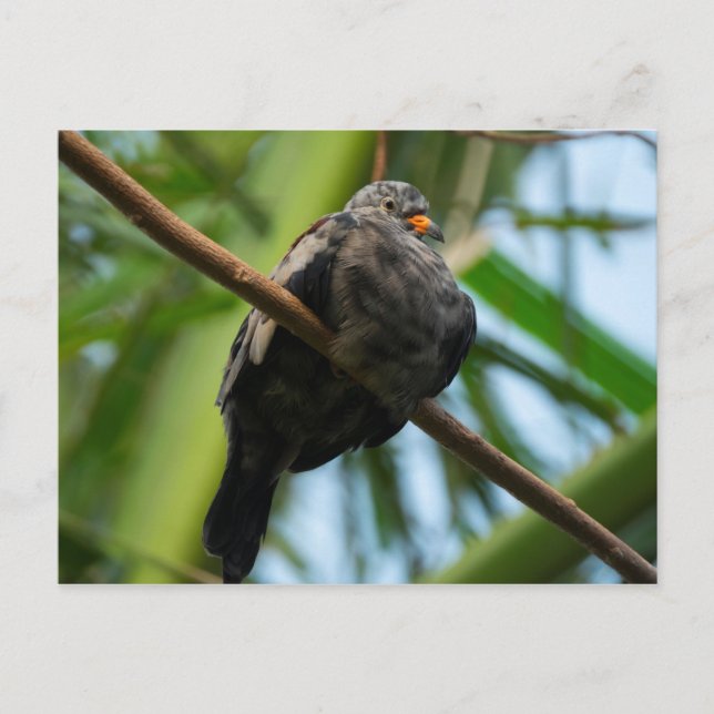 Croaking ground dove postcard (Front)