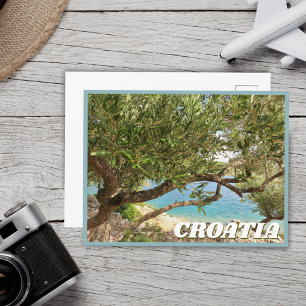 Croatia Mediterranean Sea Olive Tree Photo Postcard
