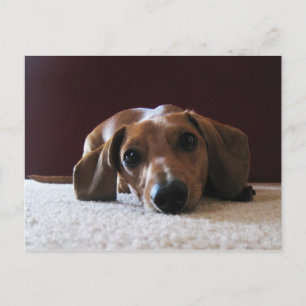 crockettsperfectpic postcard