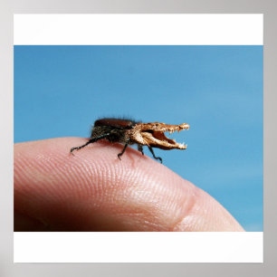 Crocobug poster