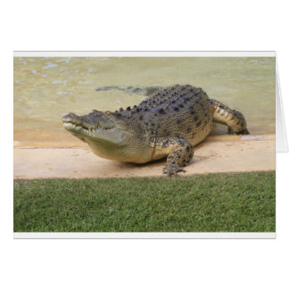Crocodile