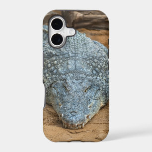 Crocodile