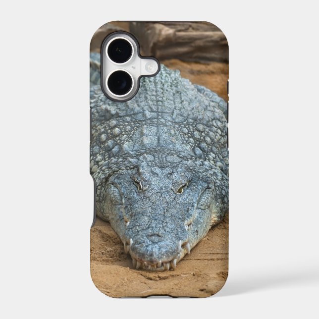 Crocodile (Back)