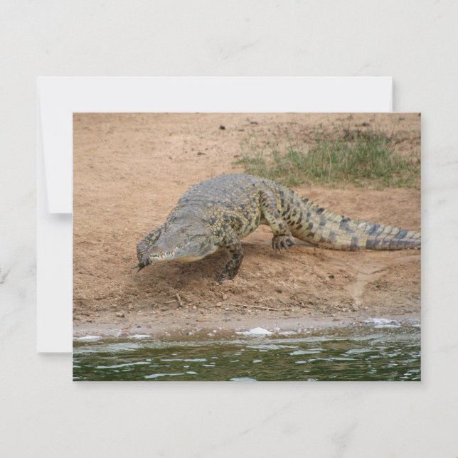 Crocodile (Front)