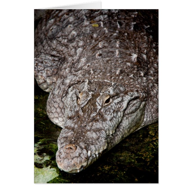 Crocodile (Front)