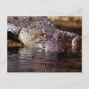 crocodile, A U S T R A L I A Postcard
