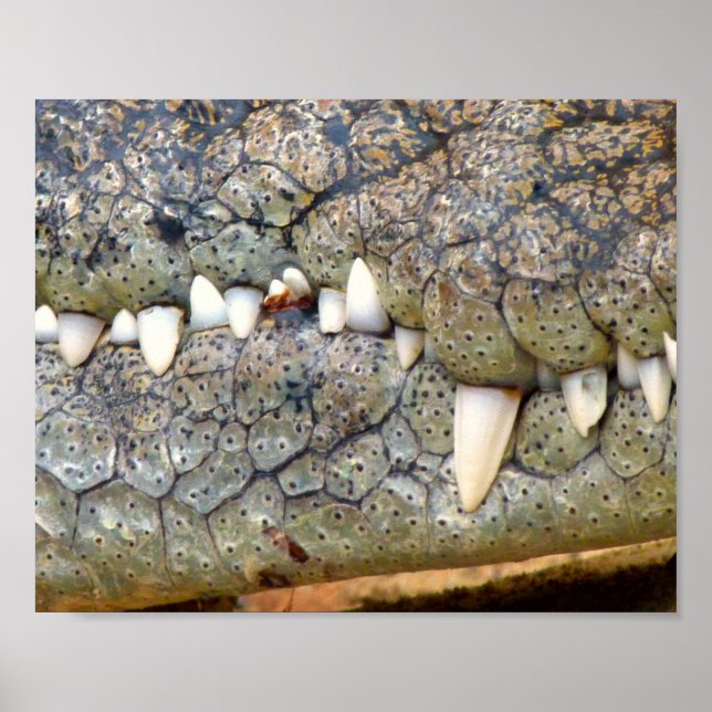Crocodile alligator tooth poster (Front)
