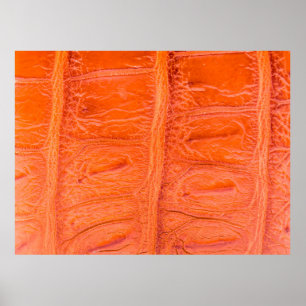 Crocodile belly skin texture background. This imag Poster