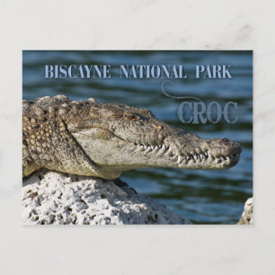 Crocodile, Biscayne National Park, Florida Postcard