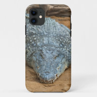 Crocodile