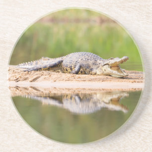 Crocodile Coaster