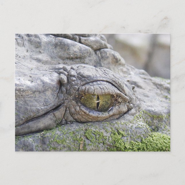 Crocodile eye postcard (Front)