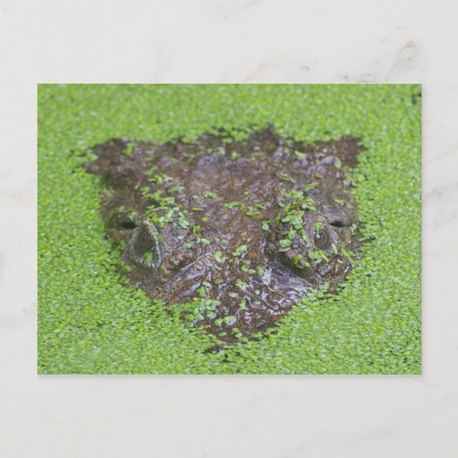 Crocodile Eyes Peeking out of Water Postcard (Front)