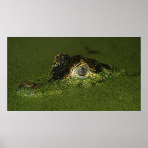 Crocodile eyes poster