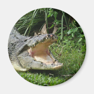 Crocodile Magnet