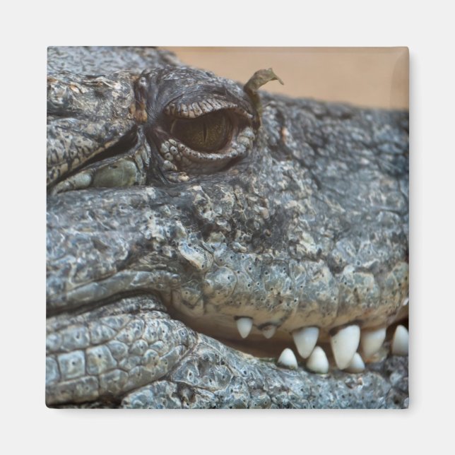 Crocodile Magnet (Front)