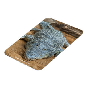 Crocodile Magnet