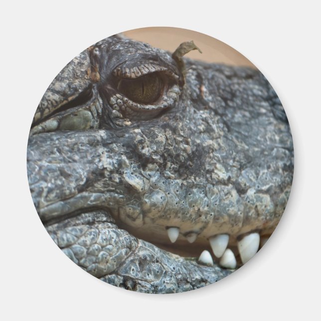 Crocodile Magnet (Front)