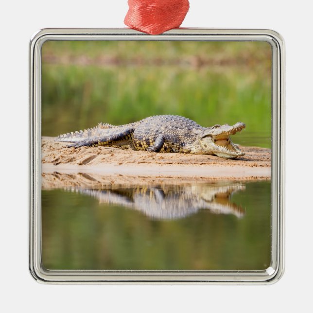 Crocodile Metal Ornament (Front)