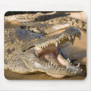 crocodile mouse pad