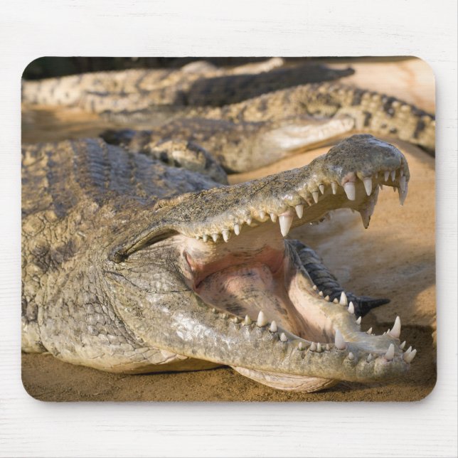 crocodile mouse pad (Front)