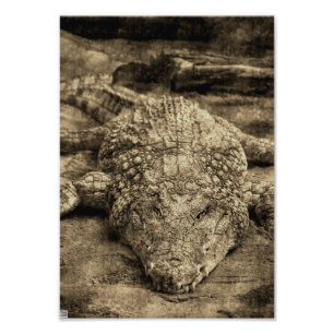 Crocodile Photo Print